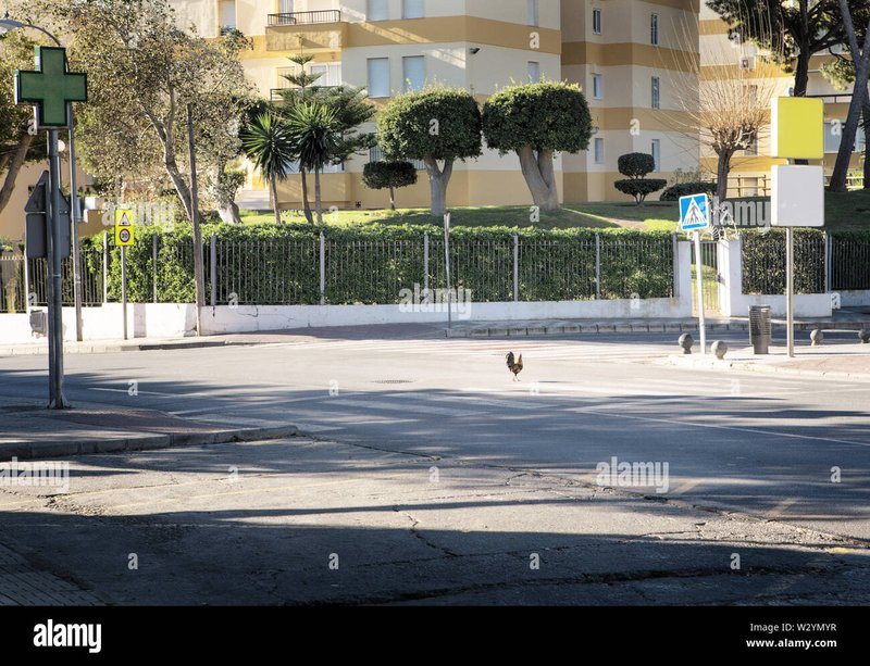 Descubre el Aventurero del Camino del Pollo: El Juego más Frenético de España Descubre el Aventurero del Camino del Pollo: El Juego más Frenético de España